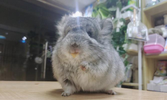 小龙猫的三个月饮食指南（满足宠物健康成长的关键）