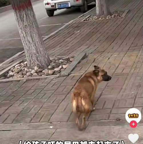 追踪犬（揭秘追踪犬的神奇嗅觉能力与应用领域）