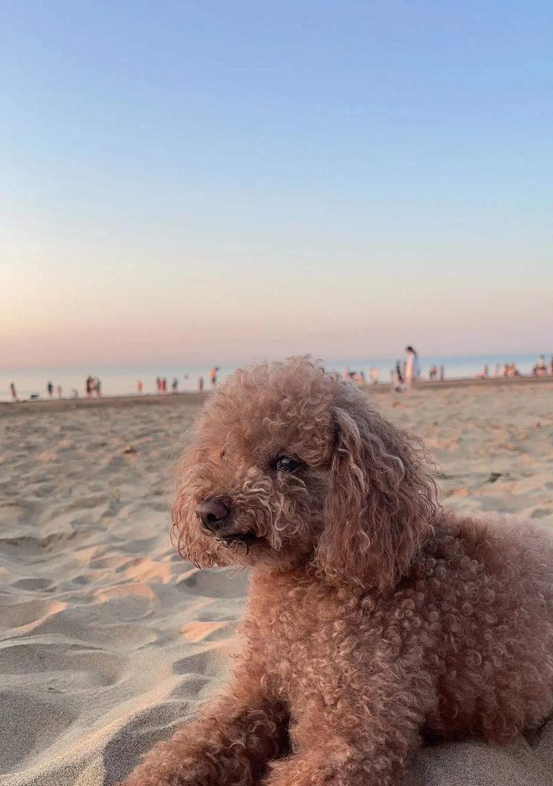 成年泰迪犬有虫引起的症状及预防措施（了解成年泰迪犬寄生虫引发的问题，保护宠物健康）