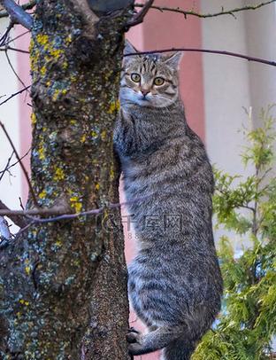 神秘花纹下的猫咪奇遇记（背上有条纹的猫咪是怎样的？一起探索这个神秘的特征吧！）