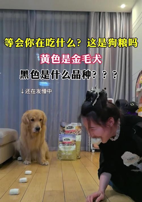 如何选择适合三个月金毛的狗粮？（金毛犬三个月龄，营养需求与狗粮选择的关键）