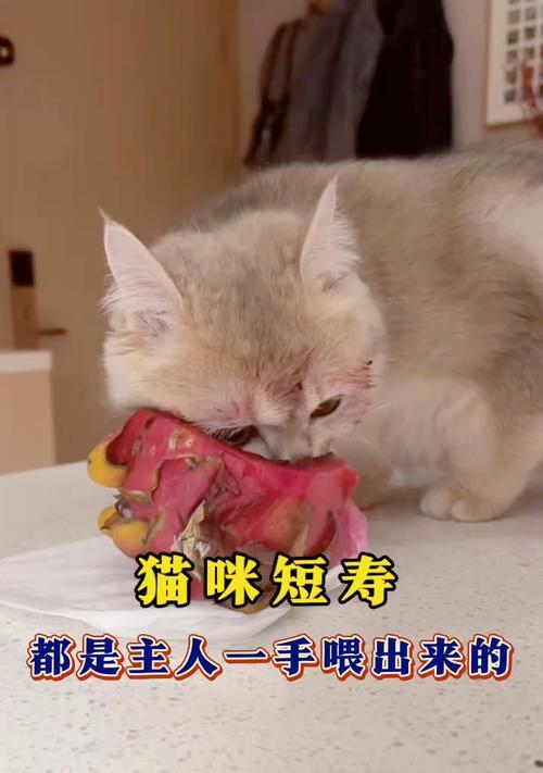 如何科学喂养6个月大的猫咪？（健康成长，合理饮食。）