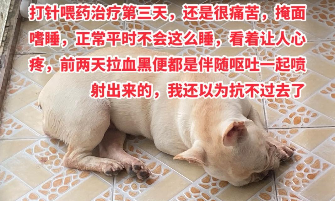 大狗为什么容易得犬瘟？（探究大狗易感性及防治方法）