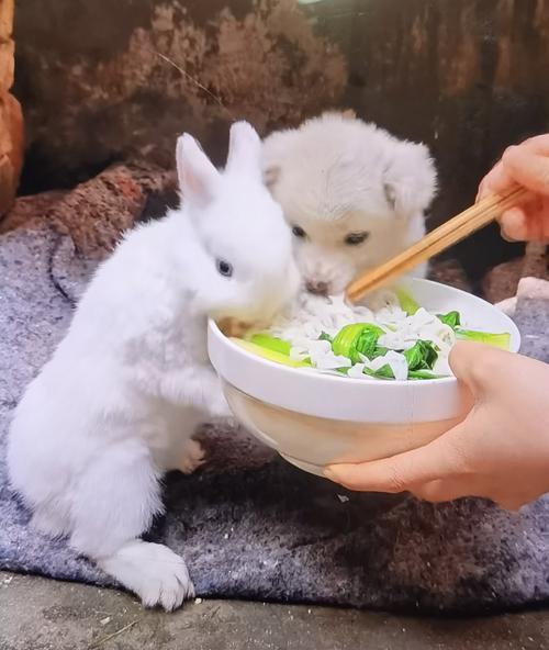 小狗小时候的饮食需求（健康成长的关键就在一碗狗粮里）