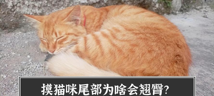 摸猫屁股为什么会咬人？（探索猫咪行为中的神秘秘密）