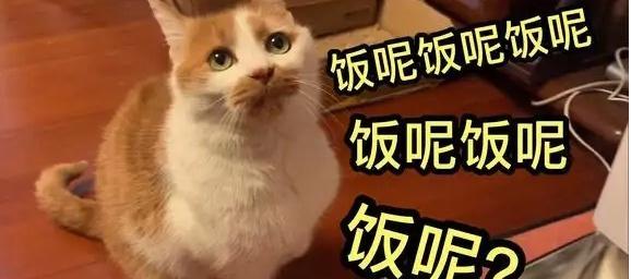 探寻以猫食是什么意思的奥秘（揭开以猫食是什么意思的真相，让我们对其有更深的理解）