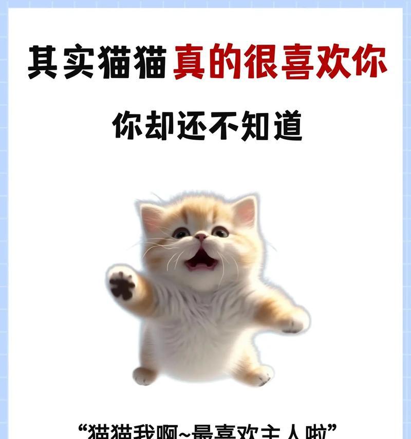 猫只喜欢什么东西？（探索猫咪的喜好和兴趣点）