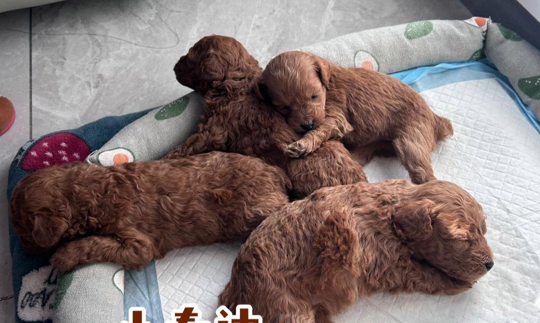 小泰迪的特点及魅力（探索小泰迪的可爱特质和亲人性格）