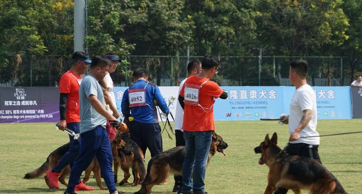 山东省正规犬舍——为犬只提供安全和良好环境（山东省正规犬舍的地理位置及服务特点）