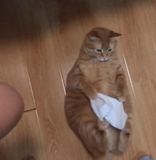 猫咪为何喜欢踩肚子叫？（探秘猫咪行为的背后动机）