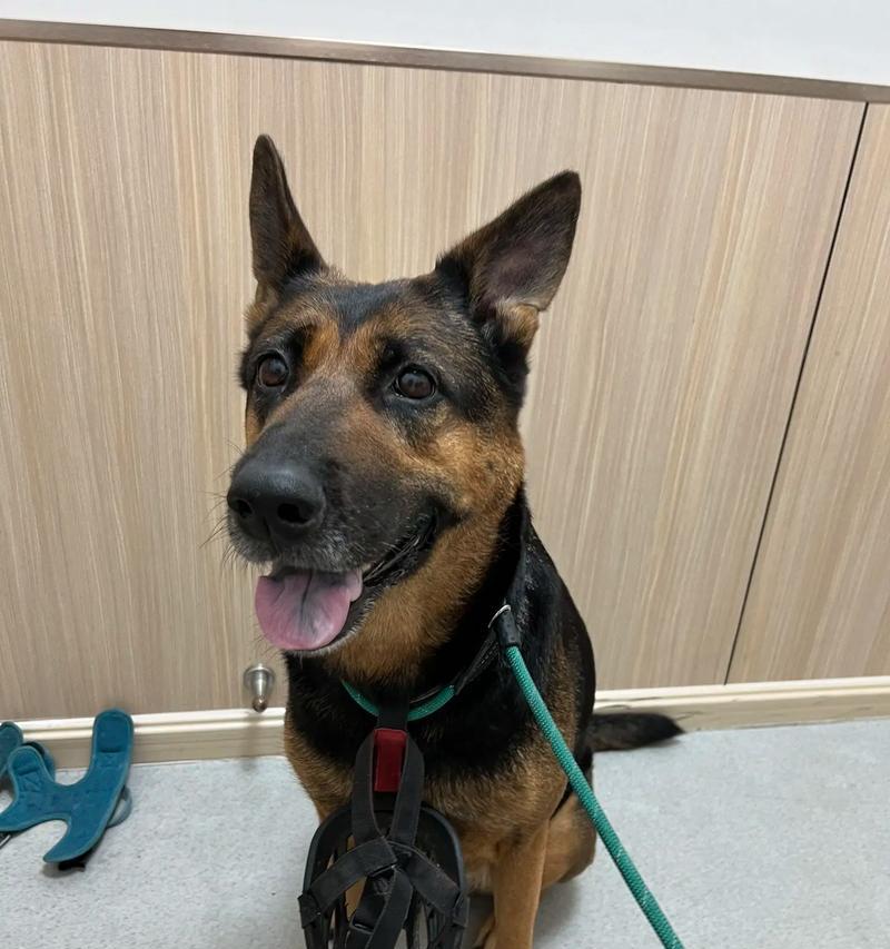 狗疫苗接种前的准备事项（为您的爱犬接种疫苗提前做好准备）