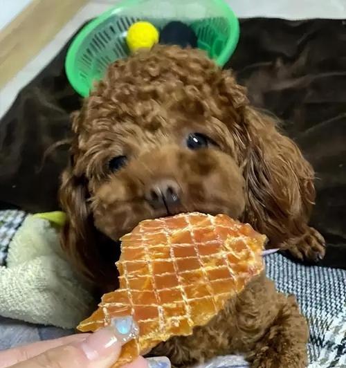 三个月大的泰迪犬饮食指南（为宝贝泰迪提供健康营养的饮食计划）