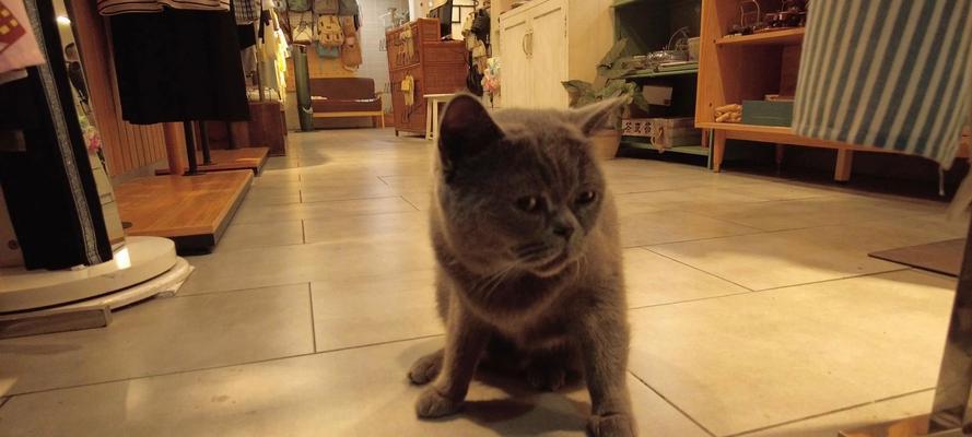 灰猫黄眼睛的猫——神秘而迷人的灵魂（探寻灰猫黄眼睛猫背后的神秘力量）