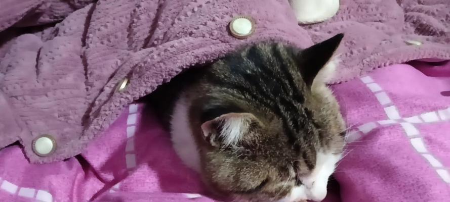 揭秘猫咪冷漠表现（探索猫咪的神秘面纱，了解它们的思维方式与行为习惯）