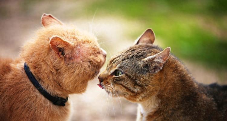 探究咬人的怀孕猫行为背后的原因（为什么怀孕的猫会选择咬人？—解读咬人行为的关键因素）