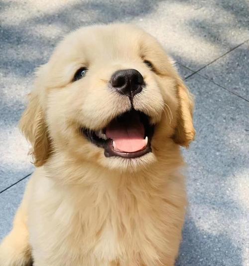探寻金毛犬的血统之谜（揭秘金毛犬的家族树和品种来源）