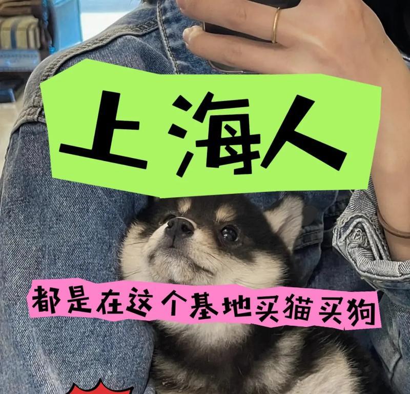 消除狗味的有效方法（选择正确的产品来清除狗味）