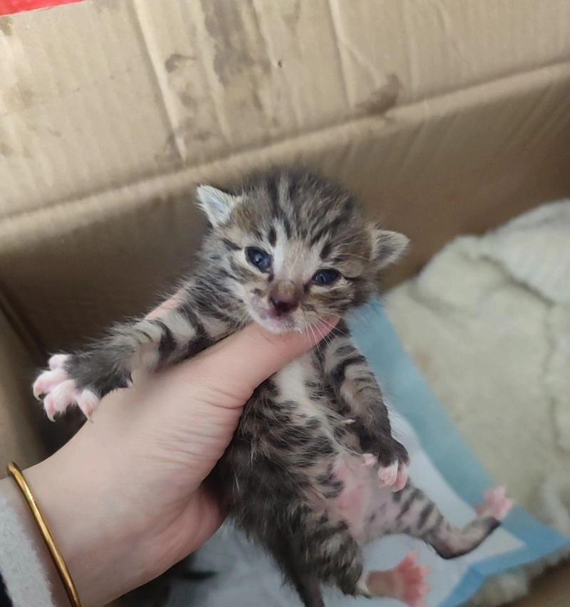 母猫不喂奶的原因剖析（揭开母猫不给小猫喂奶的谜团，为什么会发生这种情况？）