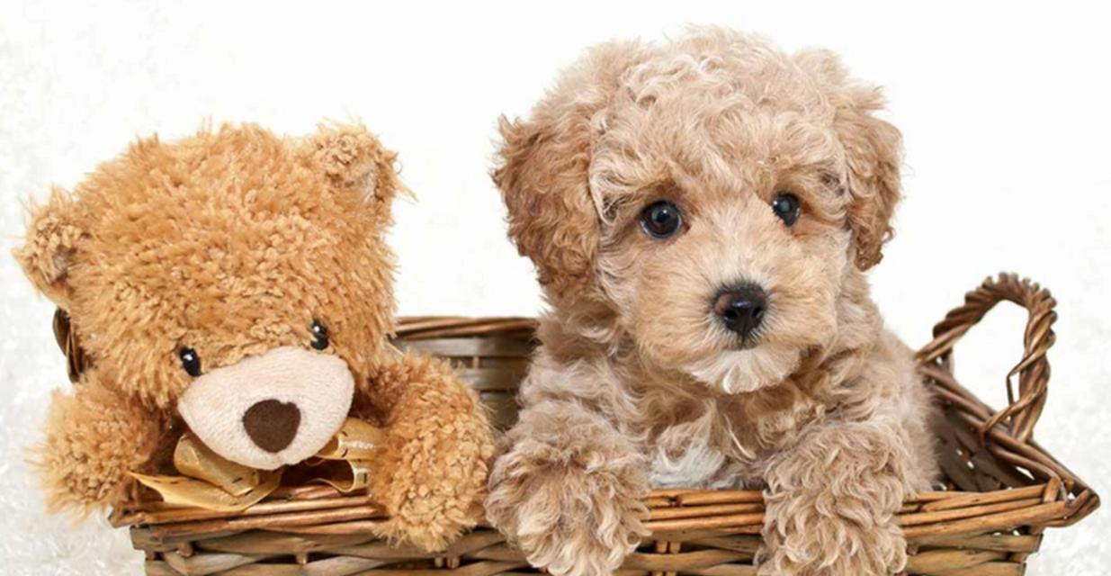 泰迪犬为什么总忘记定点大小便？（探究泰迪犬忘记定点大小便的原因及解决方法）