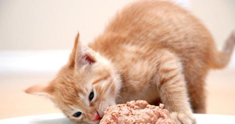 猫咪的饮食对身体健康至关重要（为您的爱宠选择最佳饮食，它会感谢您的关爱一辈子！）