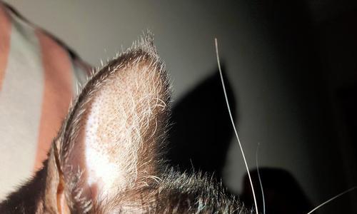 揭开猫耳朵小黑点的秘密（探索猫咪耳朵上的小黑点是什么）