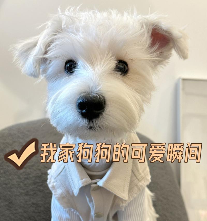 白色雪纳瑞奶狗的黄色主题（探寻白色雪纳瑞奶狗毛发黄色的原因）