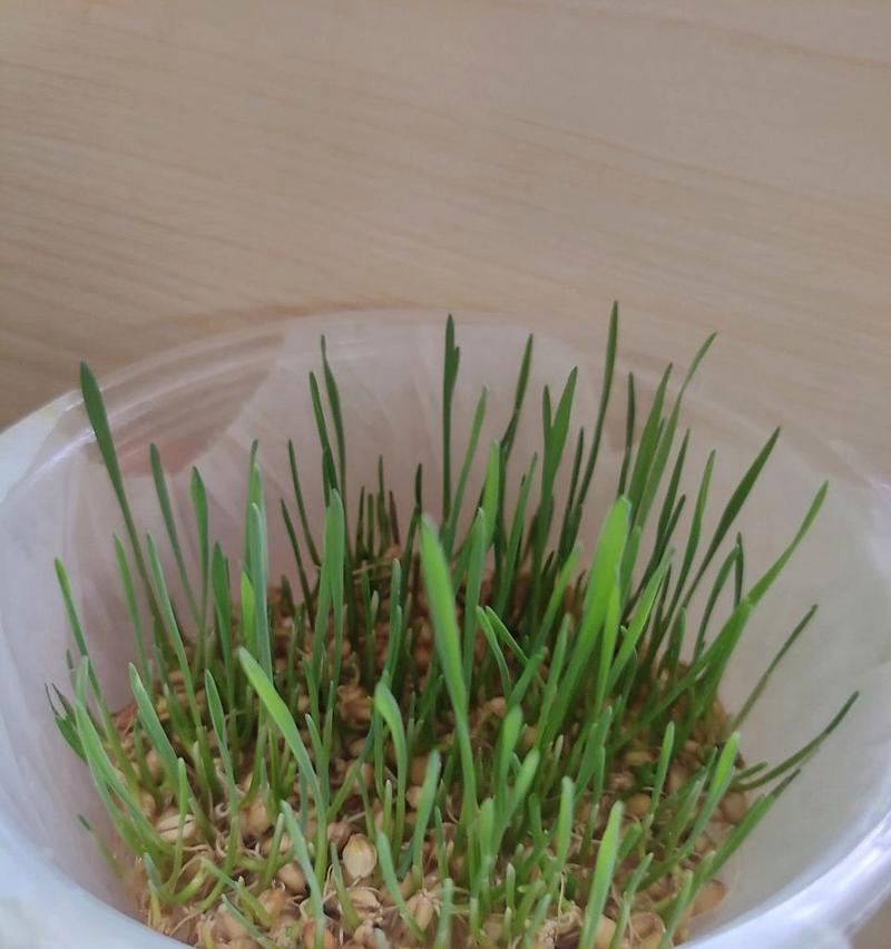 猫草的土壤选择与培植要点（选择适合猫草生长的土壤）