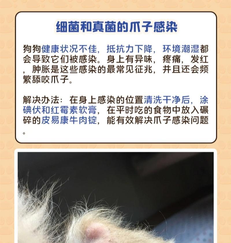 狗为什么总是舔爪子？（揭秘狗爪子舔舐行为的原因和作用）