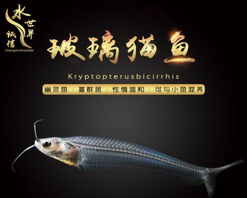 探秘玻璃猫鱼卵的神奇之处（解读玻璃猫鱼卵形态与特点）