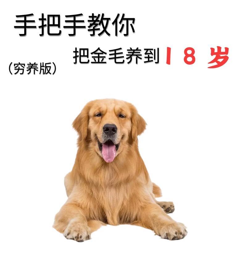 金毛犬的食物喜好与饮食需求（探究金毛犬对不同食物的偏好及健康饮食指南）