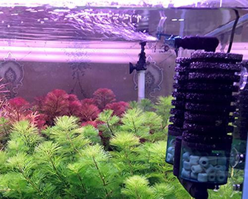 水晶虾的生存环境及其水质要求（了解水晶虾的理想生活环境和如何提供适宜的水质条件）