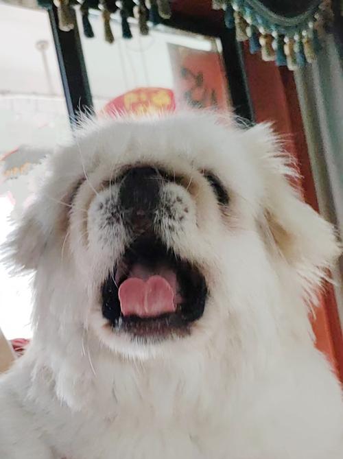 狗狗为什么会伸出舌头？（探索狗狗舌头行为的原因和意义）