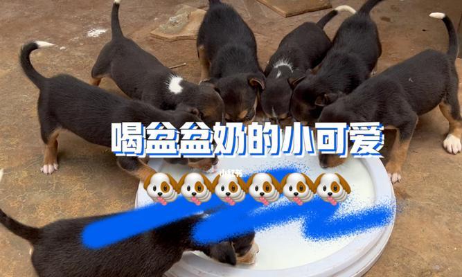 小奶狗的饮食益处（探索小奶狗喝什么的益处和关键原因）