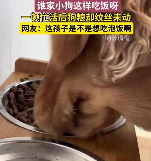如何选择适合一个多月狗吃的狗粮？（为你的小狗提供营养均衡的饮食）