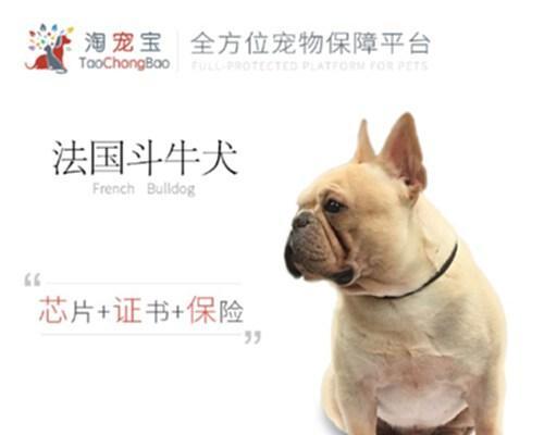 探讨以带血统法斗的价格趋势（了解市场需求与品种特点，掌握法斗价格走势）