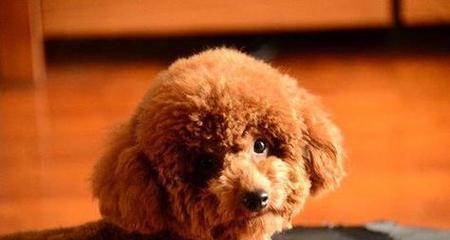 泰迪犬（泰迪，它还有另一个名字）