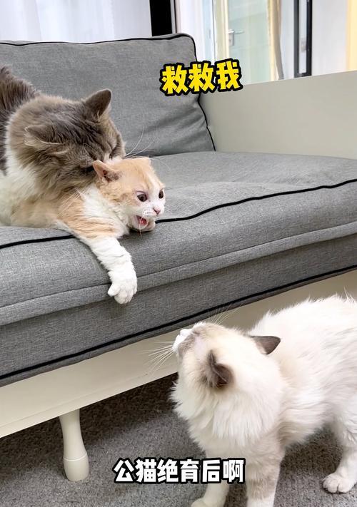 公猫节育前的注意事项（保健与术前准备，确保公猫手术安全与顺利）