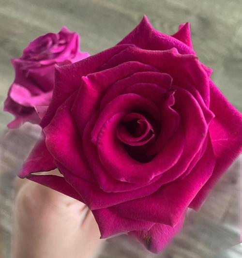 探寻玫瑰花中的玫红色之谜（解析玫红色玫瑰的品种特点及魅力）