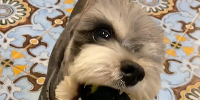 狗狗手术后应该吃哪些蔬菜？（以蔬菜为主食，为你的爱犬恢复健康。）
