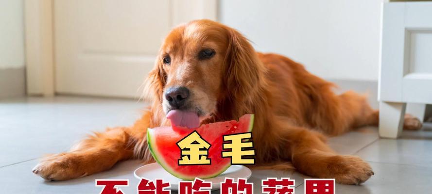 两到三个月的狗狗饮食指南（为您的小狗提供健康均衡的营养）