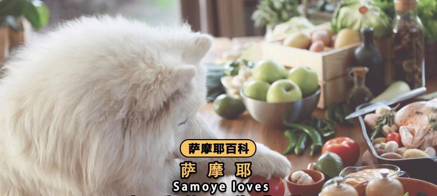 以萨摩一天的饲养时间安排（合理规划萨摩喂食时间，让它健康快乐成长）