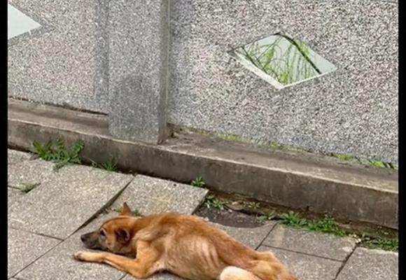 狗为什么突然不好好吃饭？（探究狗突然不好好吃饭的原因及解决方法）