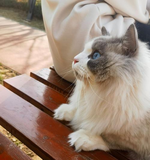 产后猫如何补钙？（为您的母猫提供适当的营养和补钙剂）