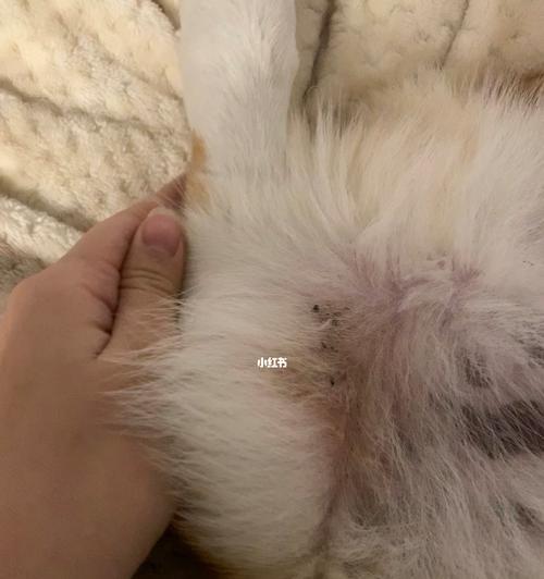 狗狗身上起黑点是什么病症？（了解黑点背后的健康问题）