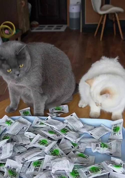探究吐猫球现象的原因及应对措施（揭秘吐猫球的神秘面纱，让你的宠物更健康快乐）
