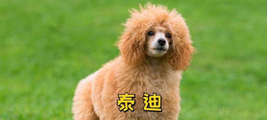 泰迪宝宝的适宜食物（三个月大的泰迪宝宝该如何合理饮食？）