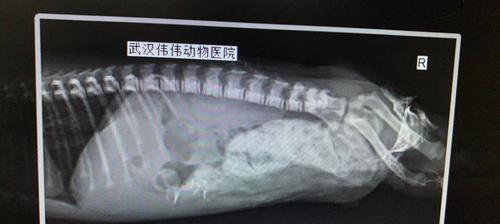小狗肛门外翻的原因及治疗方法（了解小狗肛门外翻的常见症状和预防措施）