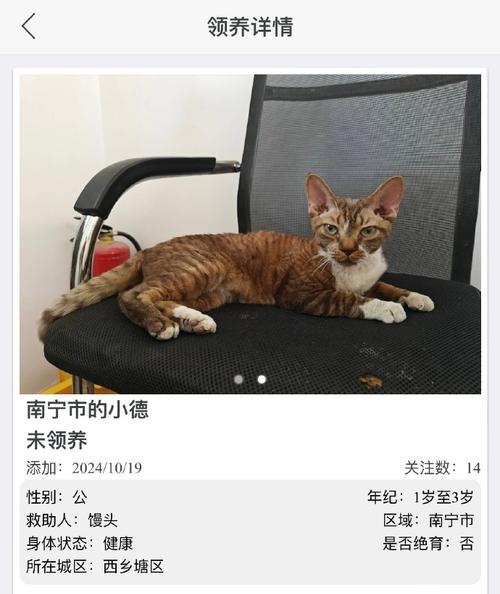 领养宠物的意义与益处（为了宠物和自己的幸福，选择领养）