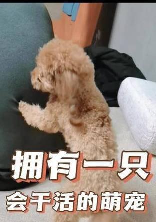 揭秘狗爱挠痒的原因（为什么狗狗总是喜欢被挠痒？）