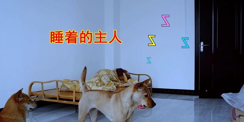 狗是如何叫醒主人起床的？（揭秘狗的叫声背后的奥秘）